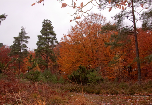 efterårsskov2