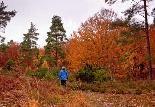 efterårsskov3