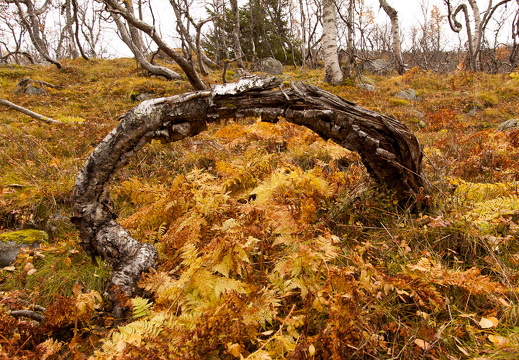 Efterår