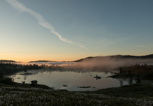 Hallbjønn  MG 2247 juli 21, 2014