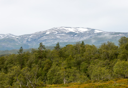 Norge 2017 MG 0732 07-08-17