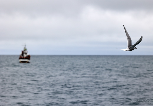 Terne 20-07-22 EJC 3978 Web