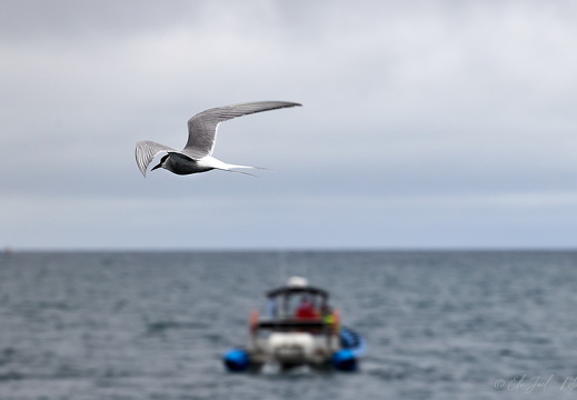 Terne 20-07-22 EJC 3979 Web